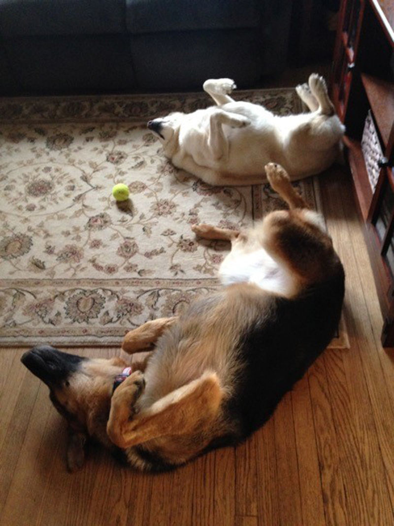 Photo of day of dogs